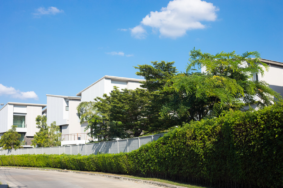 Large Compound walls with Avenue Trees